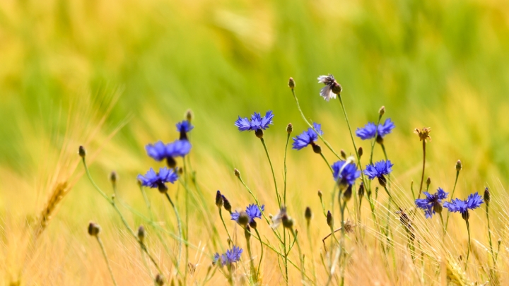 beautiful-blue-cornflowers-in-front-of-an-light-br-2023-11-27-04-53-38-utc-1.jpeg