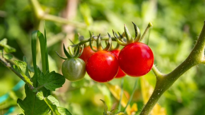 cherry-tomato-cultivation-in-the-vegetable-garden-2023-11-27-05-05-05-utc.jpeg