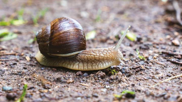 closeup-shot-small-brown-snail-soil.jpeg