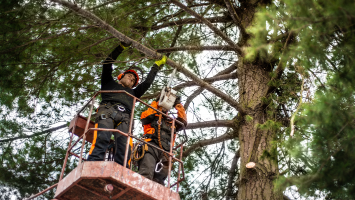 arborist-men-with-chainsaw-and-lifting-platform-cu-2021-08-27-16-19-39-utc.png