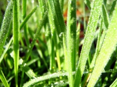 Macro herbe et rosee.jpg