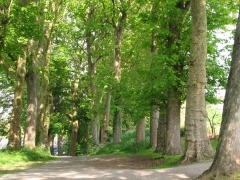 2012_Arbres remarquables 048.JPG