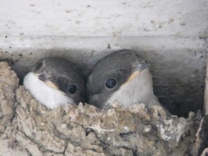 Jaunes_H_Fenêtre_J.P.Gans_1-300x225.jpg