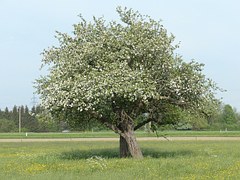 apple-tree-116325__180.jpg
